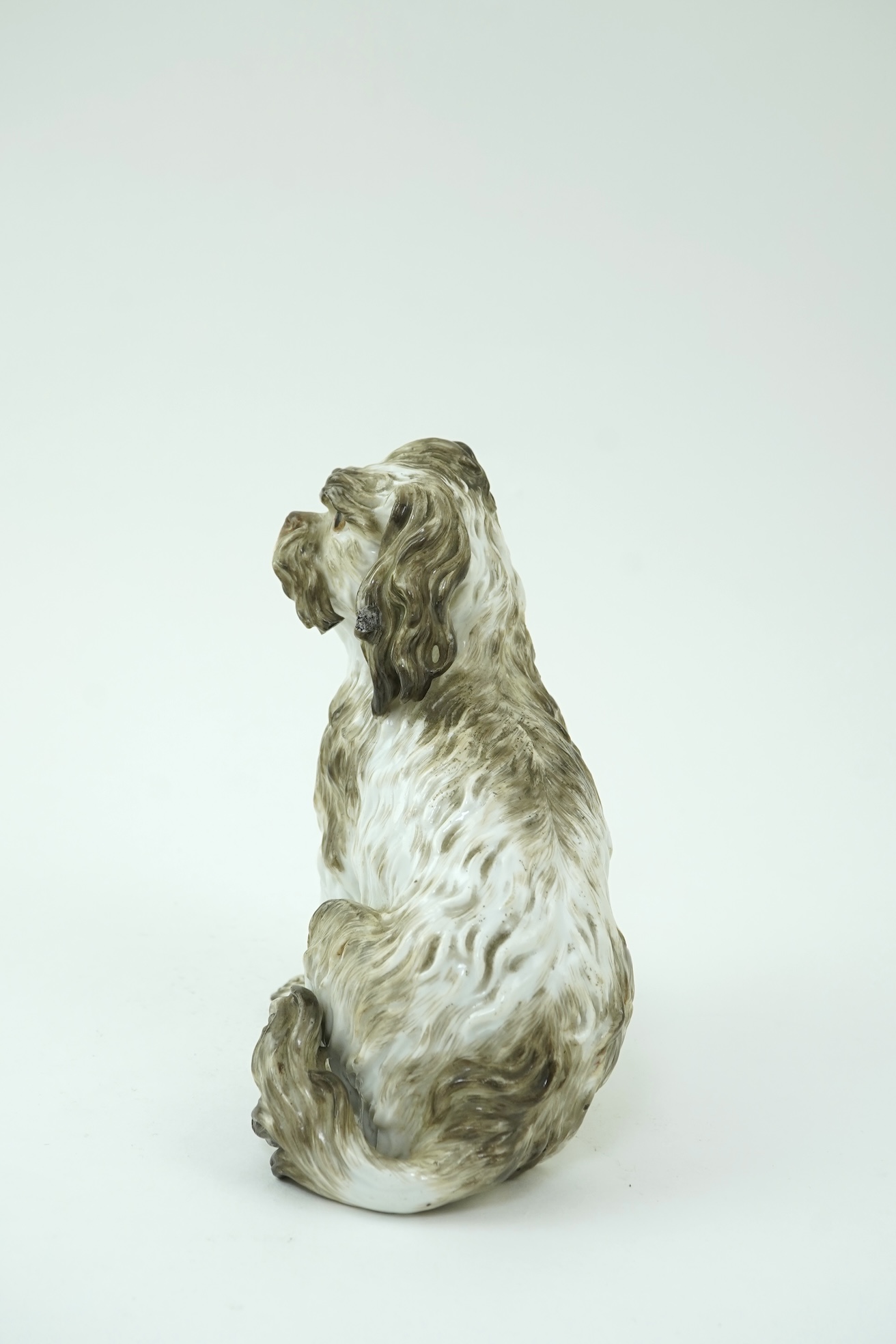 A Meissen figure of a seated Bolognese terrier, 19th century